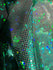 Kelly Green & Black Shattered Glass w/ Holographic Foil Spandex Fabric | (4 Way Stretch/Per Yard)