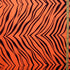 Exotic Zebra Print on Nylon Spandex Fabric (Neon Orange) | (4 Way Stretch/Per Yard)