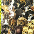 Puppy Print on Poly Spandex Fabric | (4 Way Stretch/Per Yard)